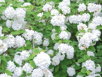 来凤：木绣球花盛放如白雪