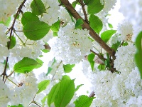 来凤：木绣球花盛放如白雪