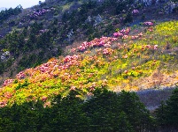 神农五月杜鹃红