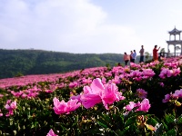 竹山：初夏紫红芍药开