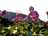 南漳：绿茶飘香茶农忙
