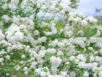 来凤：木绣球花盛放如白雪