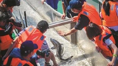 首个长江公益放流站在武汉成立 2万余尾中华鲟等珍稀鱼类回家 