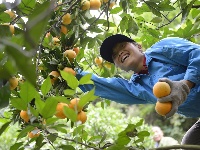 秭归：喜摘“黄金果”