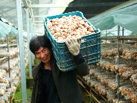 竹山：深河香菇助力村民增收致富