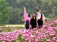 南漳：芍药花开迎客来