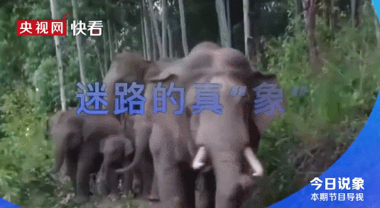 用美食、法治、少儿……频道，打开大象家族仙游记