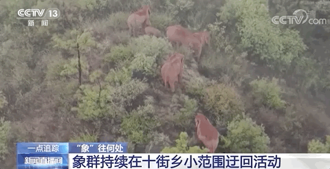 云南野象“肇事”，保险赔付已启动！