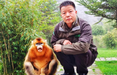 神农架“护猴人”：与金丝猴如家人朋友般亲近
