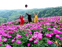 南漳：芍药花开迎客来