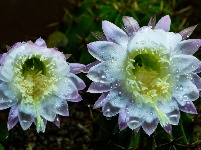 夏夜仙人球花开