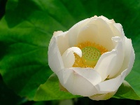 竹山：水绕花田游客来