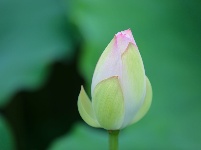 来凤：夏日清荷竞相开放