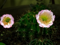 夏夜仙人球花开