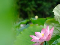 竹山：水绕花田游客来