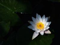 秭归：清荷送幽香