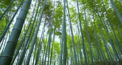 长江云——种竹子吸碳吐氧，湖北一群农民已多赚35万元