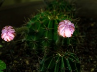 夏夜仙人球花开