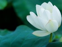 来凤：夏日清荷竞相开放