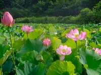 竹山：水绕花田游客来