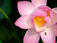 竹山：水绕花田游客来