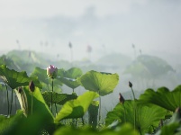 南漳：约一朵荷花 看一池芳华