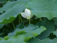 来凤：夏日清荷竞相开放