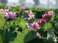 南漳：约一朵荷花 看一池芳华