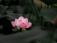南漳：约一朵荷花 看一池芳华