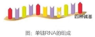 新冠病毒有“多长”？德尔塔变异株如何查“家谱”？