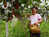 南漳：猕猴桃丰收村民乐