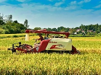 长寿钟祥 金稻飘香