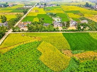 枝江：秋来稻谷黄，农民丰收忙