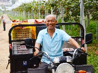 南漳：猕猴桃丰收村民乐