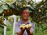 南漳：猕猴桃丰收村民乐