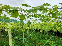 南漳：吊瓜变“金瓜” 村民乐开花