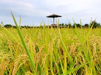 枝江：秋来稻谷黄，农民丰收忙