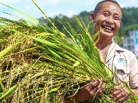 来凤：水稻迎丰收 农民喜开颜