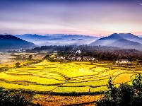 长寿钟祥 金稻飘香