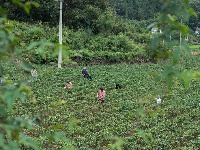 南漳：火红辣椒朝天笑