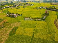 枝江：秋来稻谷黄，农民丰收忙