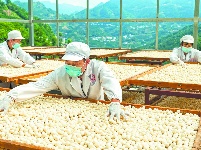 秭归：土酒曲 酿醇香