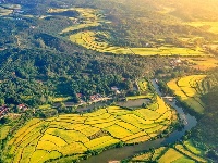 长寿钟祥 金稻飘香