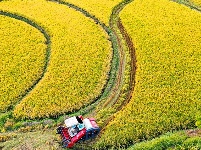 长寿钟祥 金稻飘香