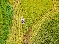 枝江：秋来稻谷黄，农民丰收忙