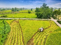 枝江：秋来稻谷黄，农民丰收忙