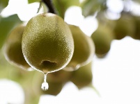 南漳：雨淋台村猕猴桃喜获丰收