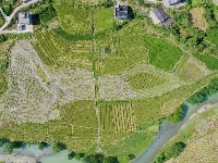 来凤：水稻迎丰收 农民喜开颜