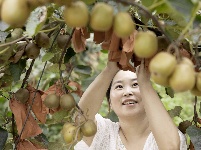 南漳：雨淋台村猕猴桃喜获丰收