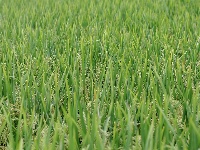 来凤：秋来稻田美